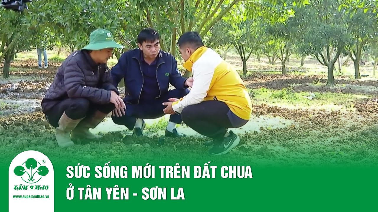 Sức sống mới trên đất chua ở Tân Yên - Sơn La