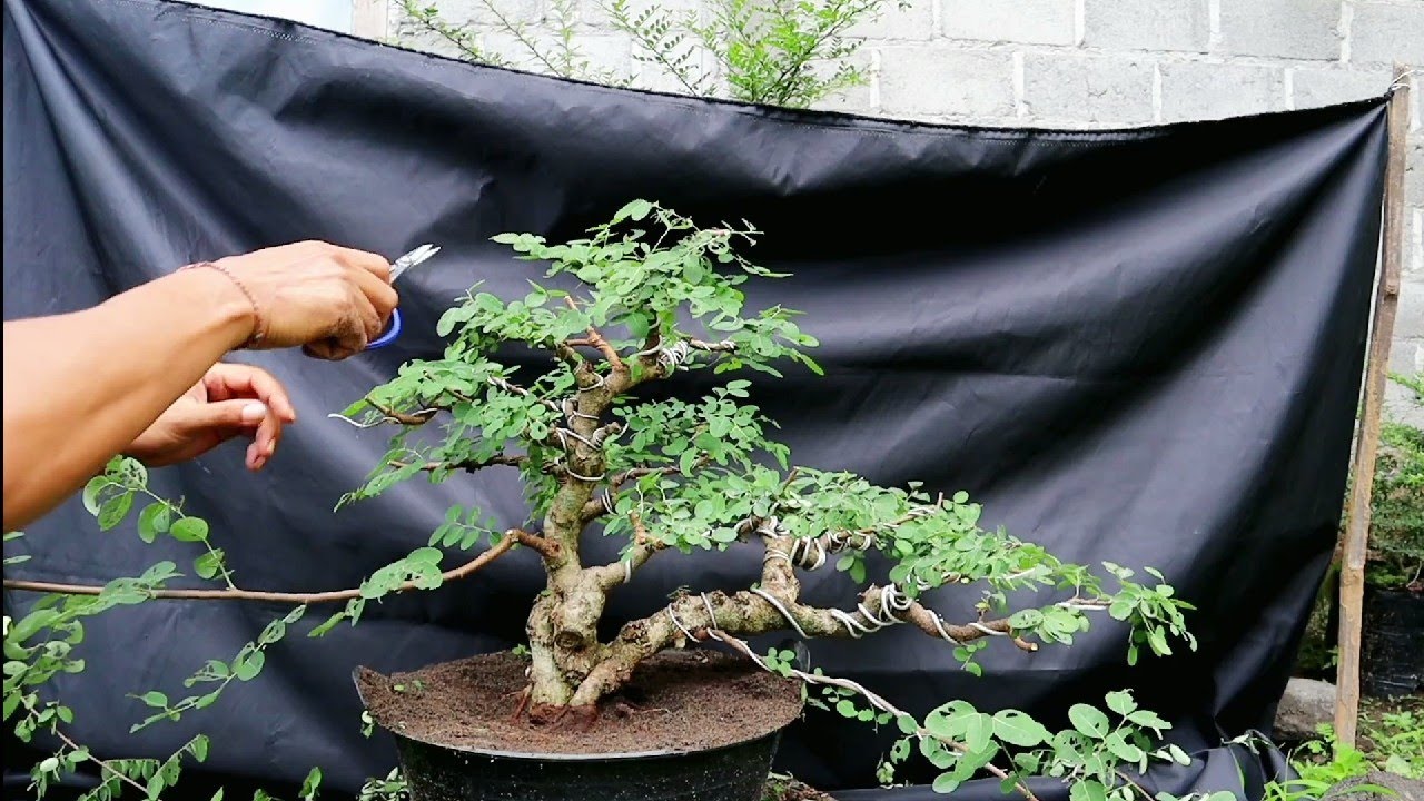 PRUNING BAHAN BONSAI ILENG ILENG