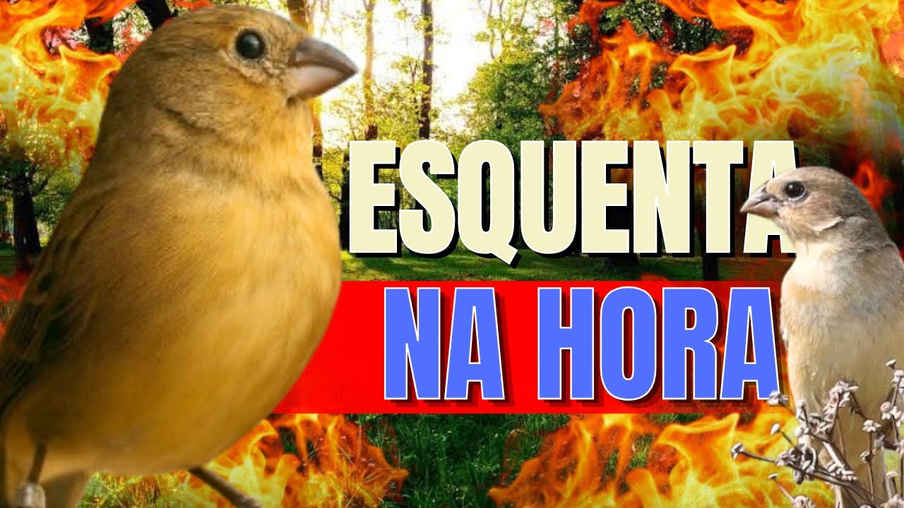 FÊMEA DE COLEIRO CHAMANDO MUITO QUENTE FOGOSA E PIANDO - ESQUENTE SEU COLEIRO FRIO