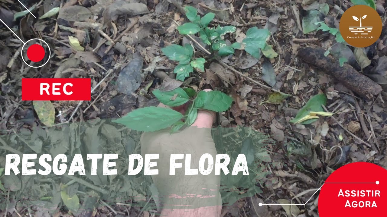 RESGATE DE FLORA | Cuidados ao Resgatar uma Muda.