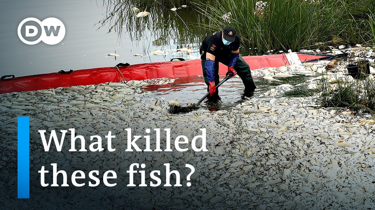 Mystery surrounds mass fish die-off in Germany's Oder River | DW News