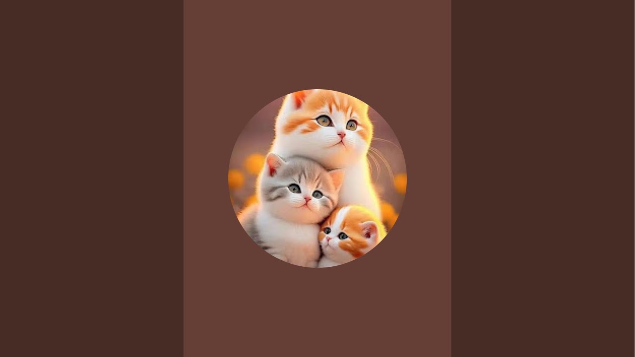 بدأت قناة "Cats world" بثًا مباشرًا
