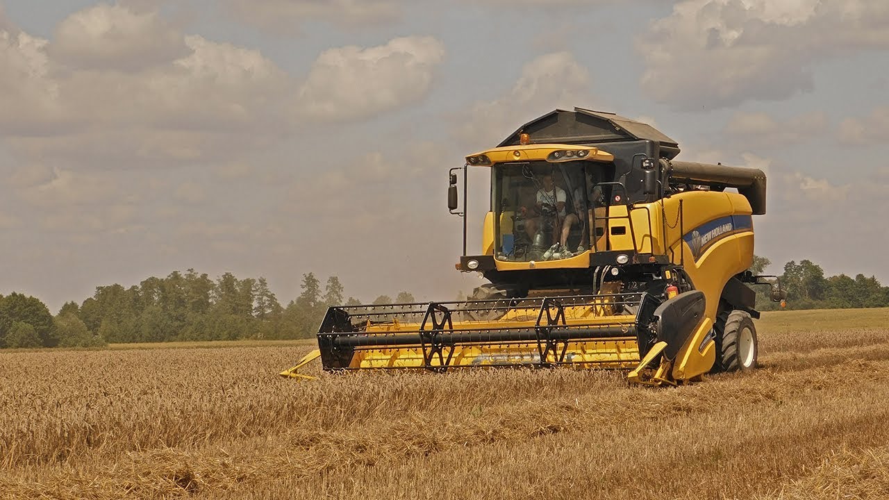 Żniwa pszenicy 2018!  - NewHolland CX5080