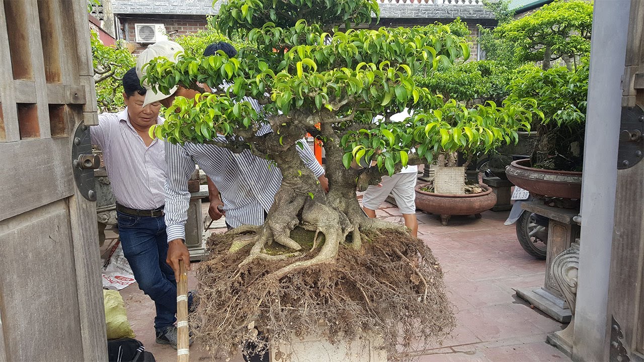 bonsai tree - Cách thay đất cho cây sanh tiền tỷ như thế nào?