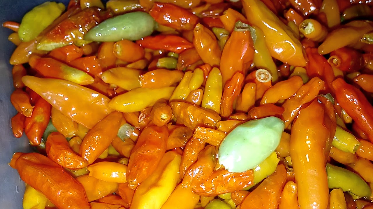 Molho de Pimenta Simples com Leite em pó