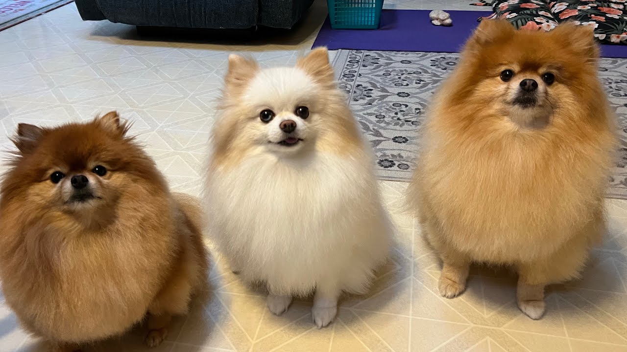 Pomeranian Moments That Bring Joy (and little bit rage)