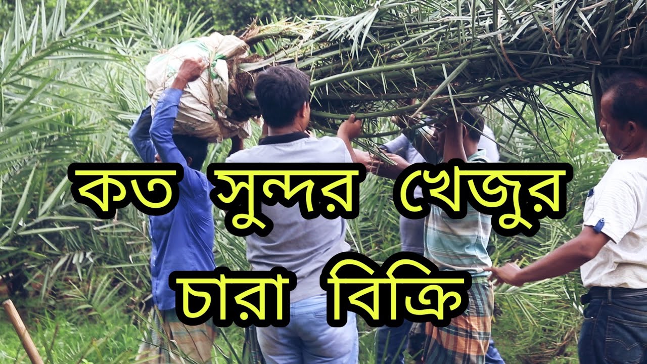 কত সুন্দর সৌদি খেজুর চারা বিক্রি হচ্ছে।বিশাল সৌদি খেজুর চারার সমাহার।সিকদার খেজুর বাগান এন্ড এগ্রো