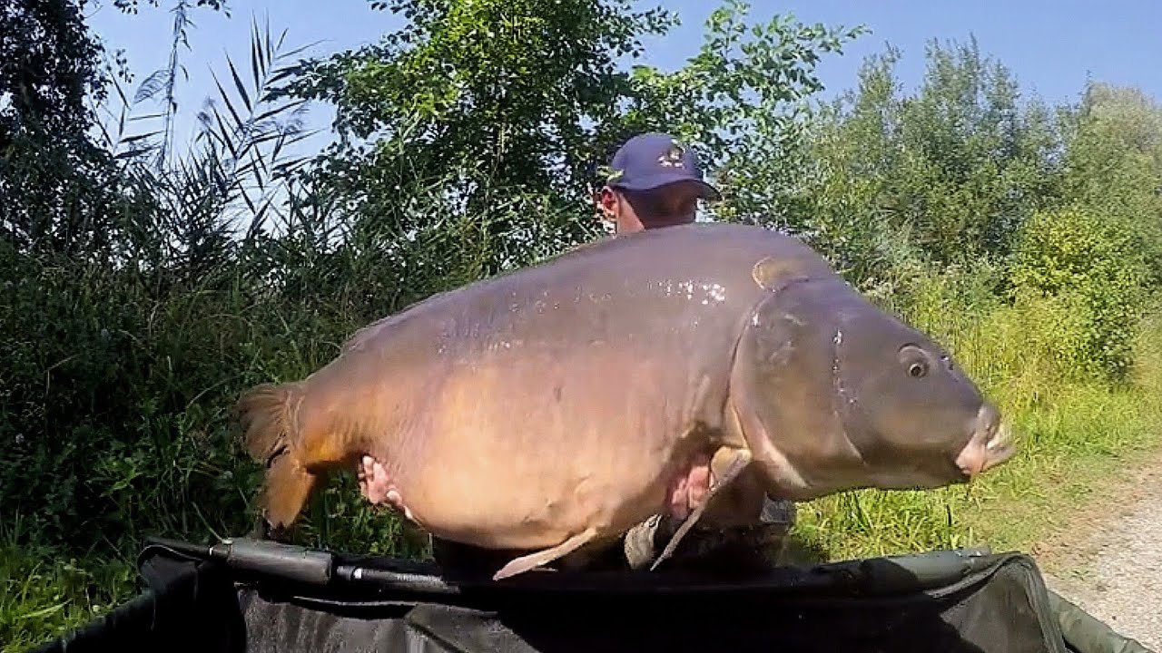 Les Halbrans aout 2016