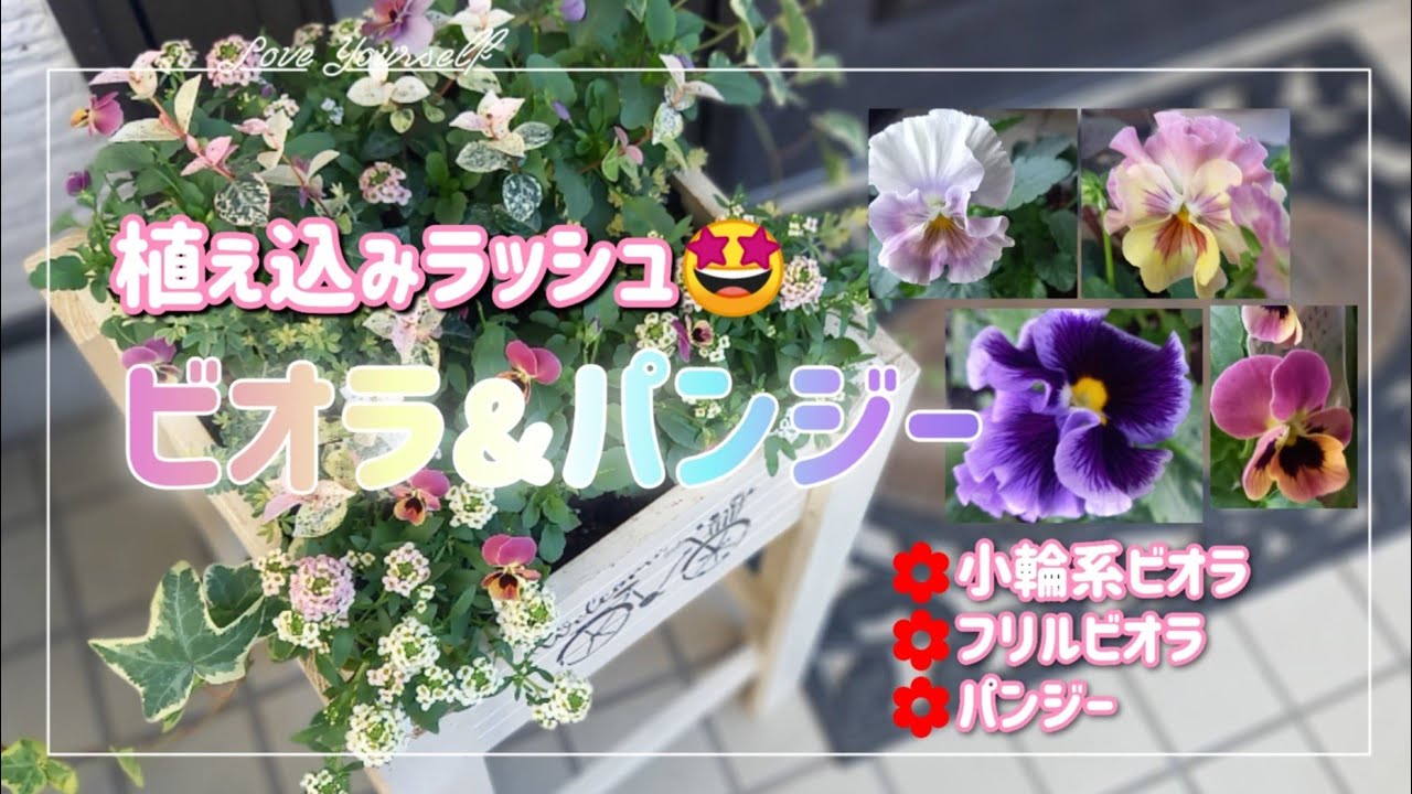 【ビオラ&パンジー】冬～春までの寄せ植えも🥰ひたすら植え込んでみました😊　