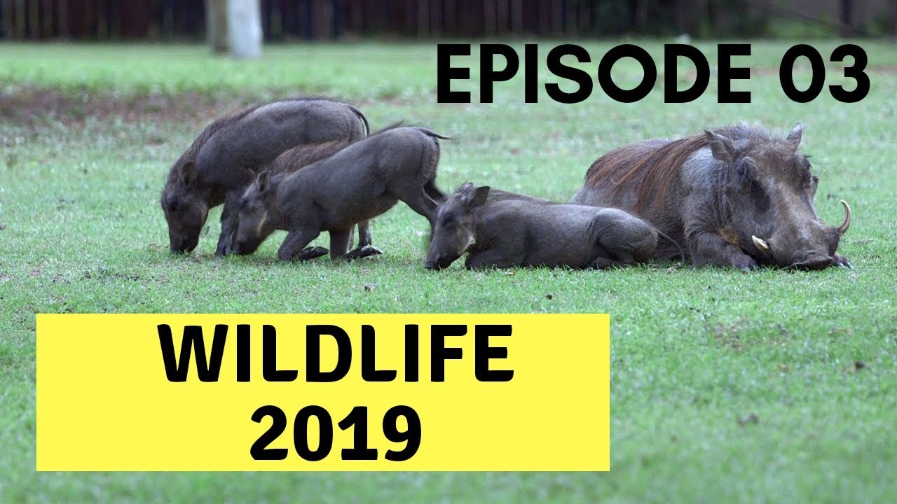 Wildlife 2019 Episode 03 - The 