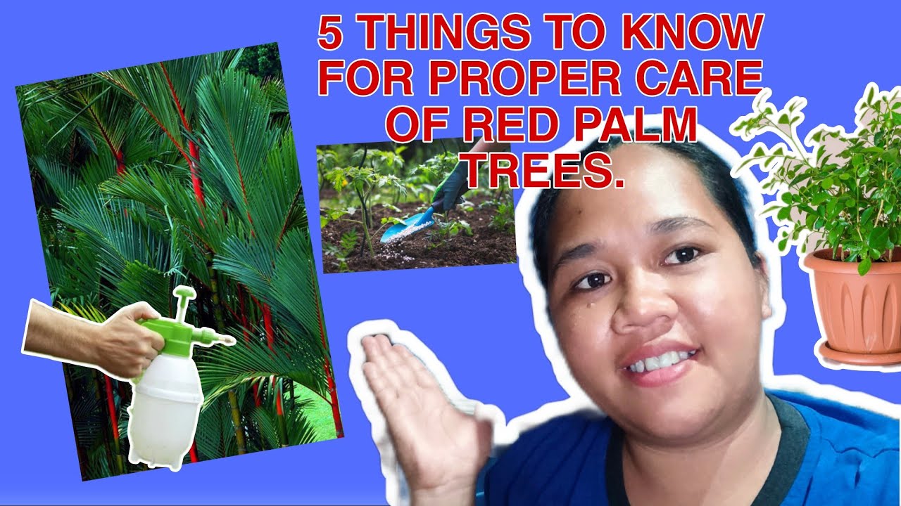 5 THINGS YOU SHOULD KNOW BEFORE PLANTING RED PALM TREES AND HOW TO TAKE CARE OF IT.