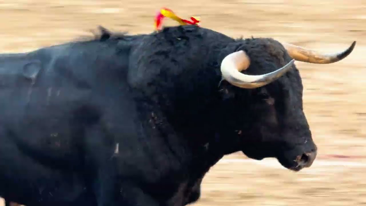 Salida 5º novillo de HERMANOS SÁNCHEZ HERRERO: 