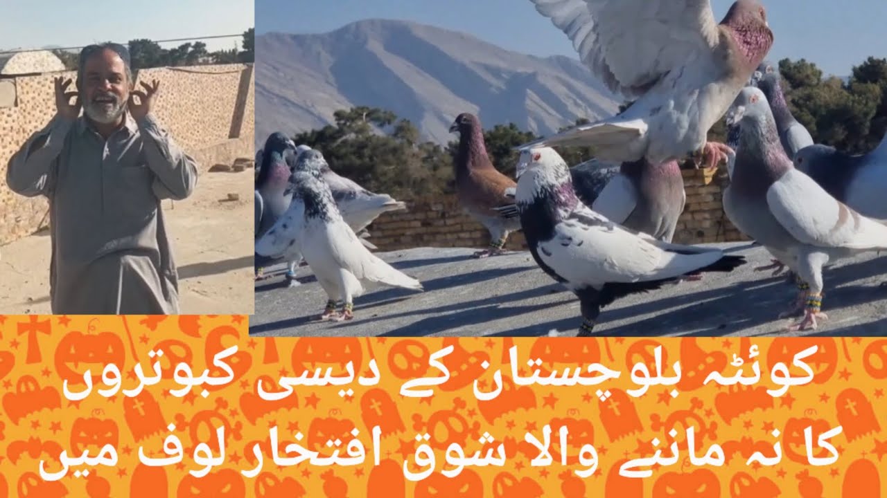 Quetta Balochistan ka desii kabutaron ka naaa mana Wala shok,🕊️🕊️🕊️#pigeon #kabootar #support