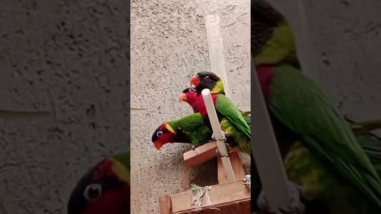 check burung di aviary mini, Alhamdulillah sehat sehat