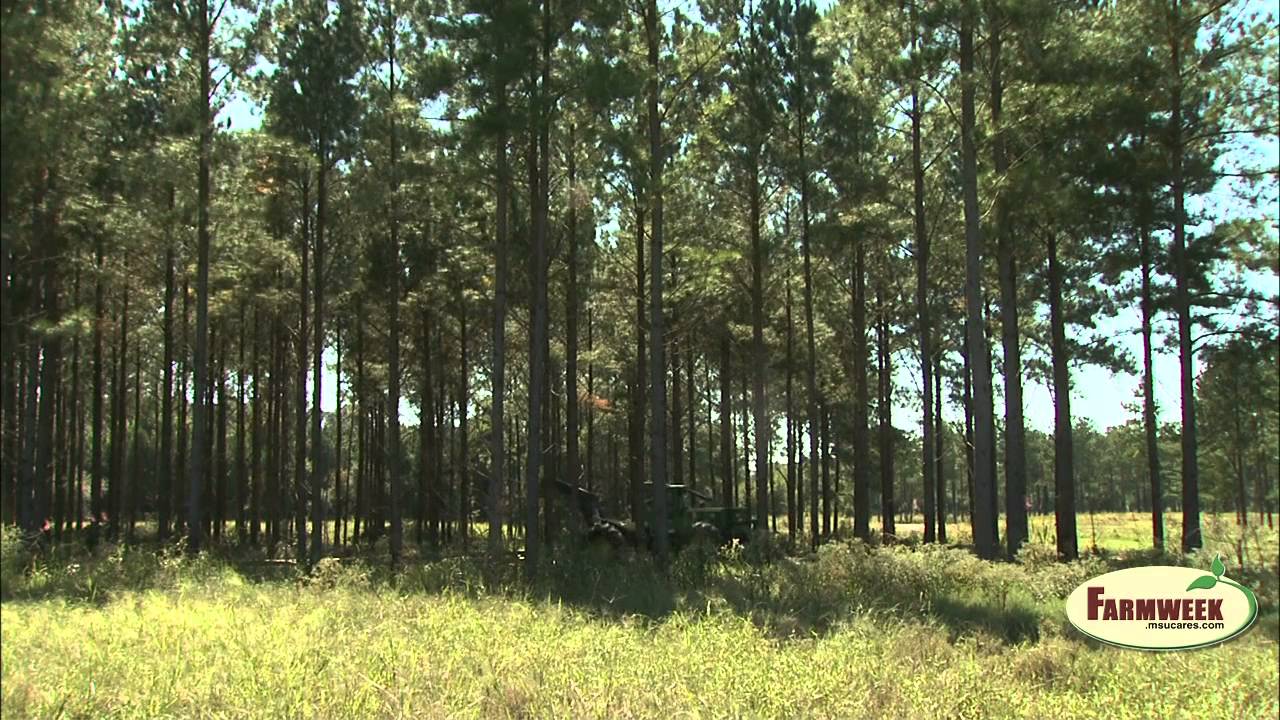 MS Logging crew works 30 years with a lost-time accident - Farmweek, February 28, 2014