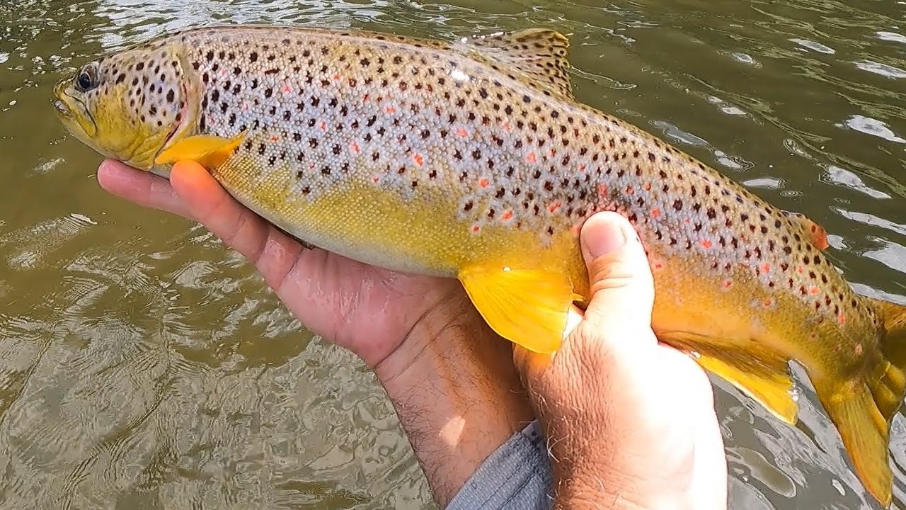 West Branch of the Delaware Fly Fishing, (Part 1) Summer 2022