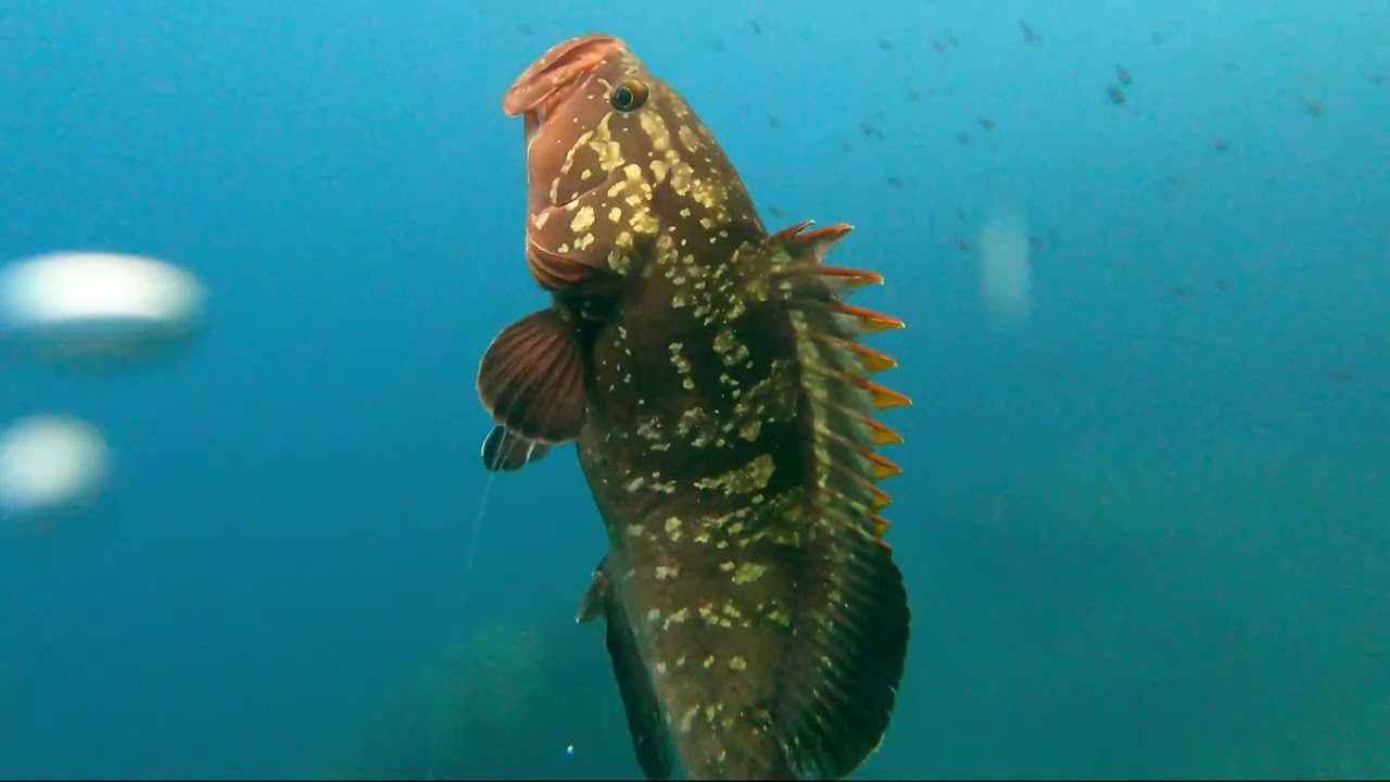 SILENT SPEARFISHING 6
