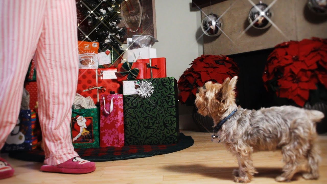 A Yorkie Christmas Story
