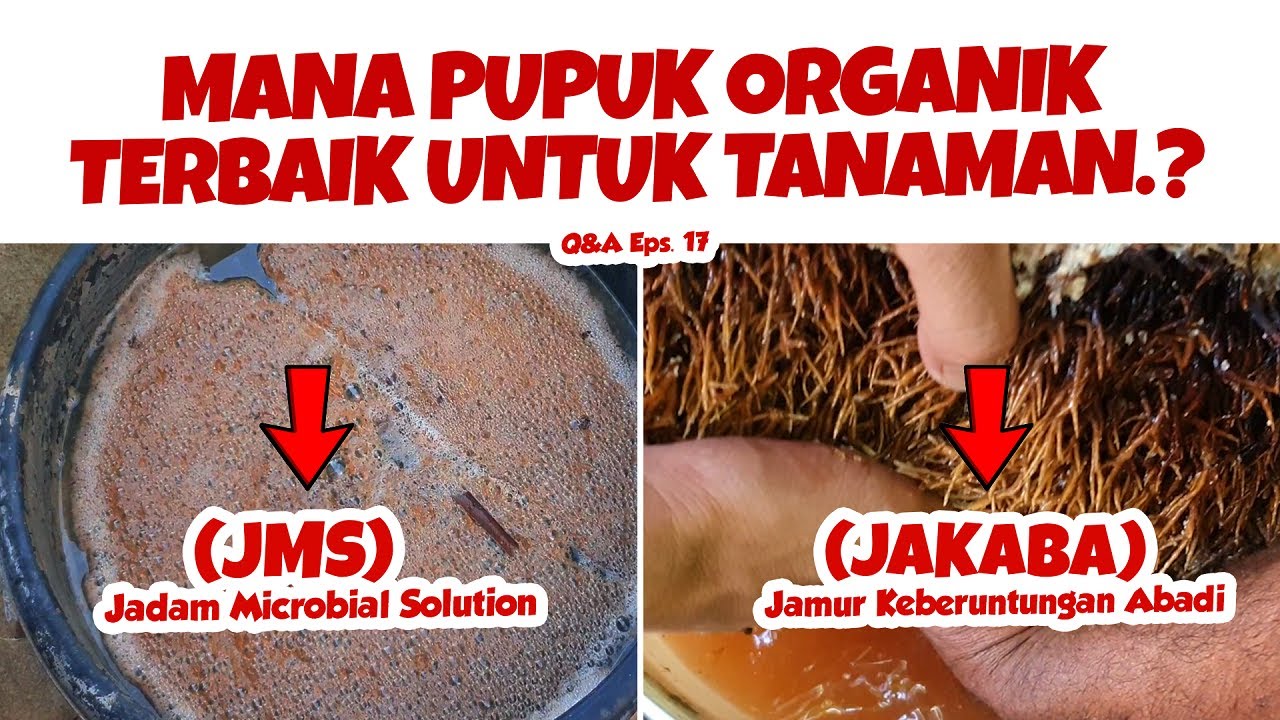PUPUK ORGANIK CAIR TERBAIK UNTUK TANAMAN. JMS ATAU JAKABA.? | Q&A Eps 17 | Jamur Keberuntungan Abadi
