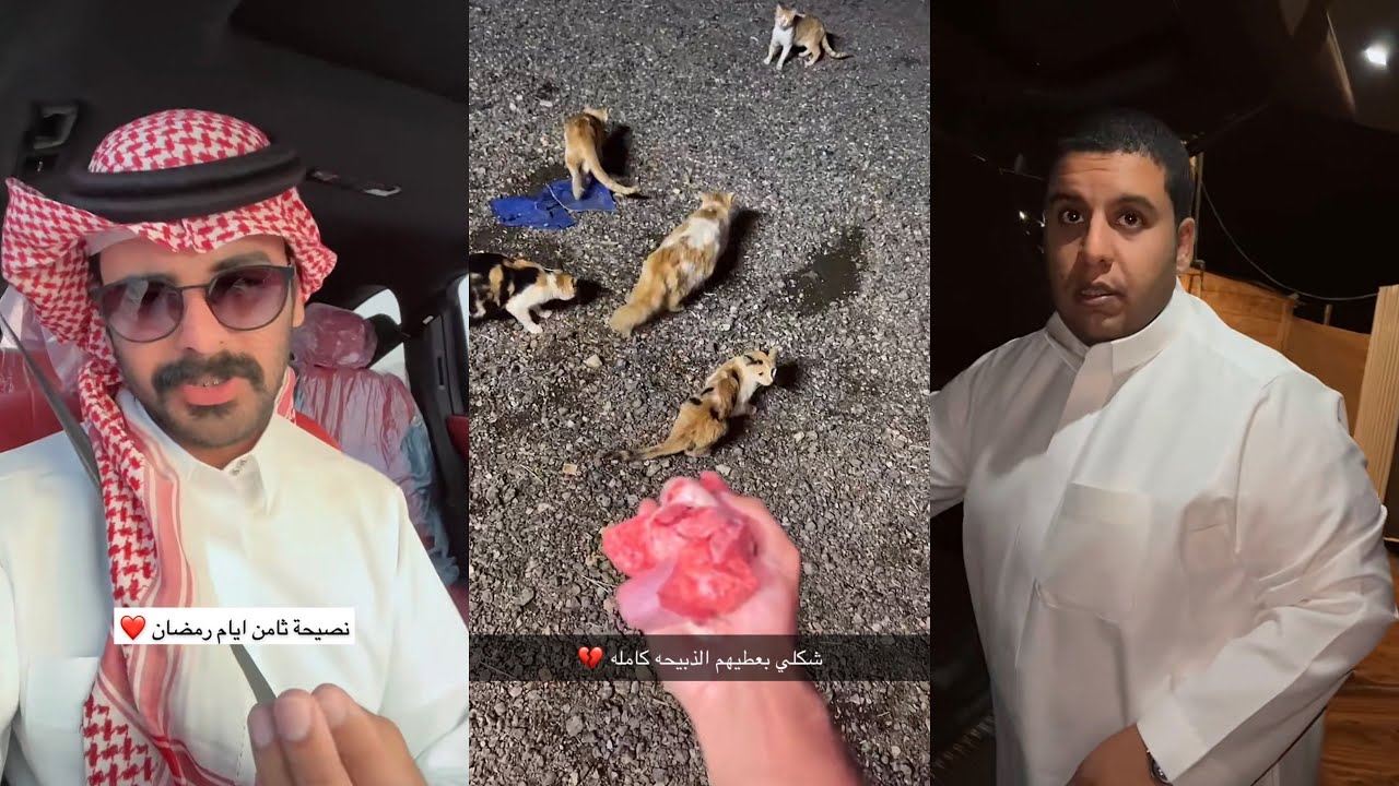 سنابات ماجد العتيبي| نصيحة ثامن ايام رمضان ❤️ ذبيحة سطام راحت للقطاوة 😭