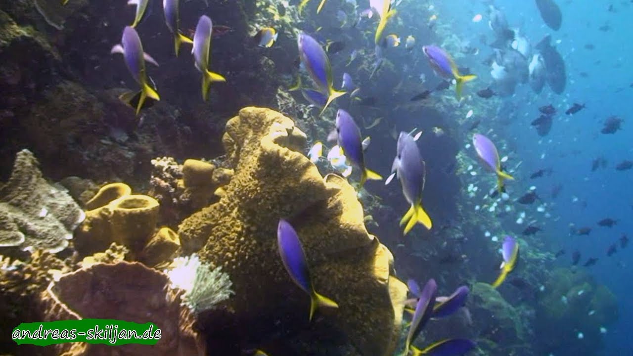 Diving Sulawesi, Bunaken NP