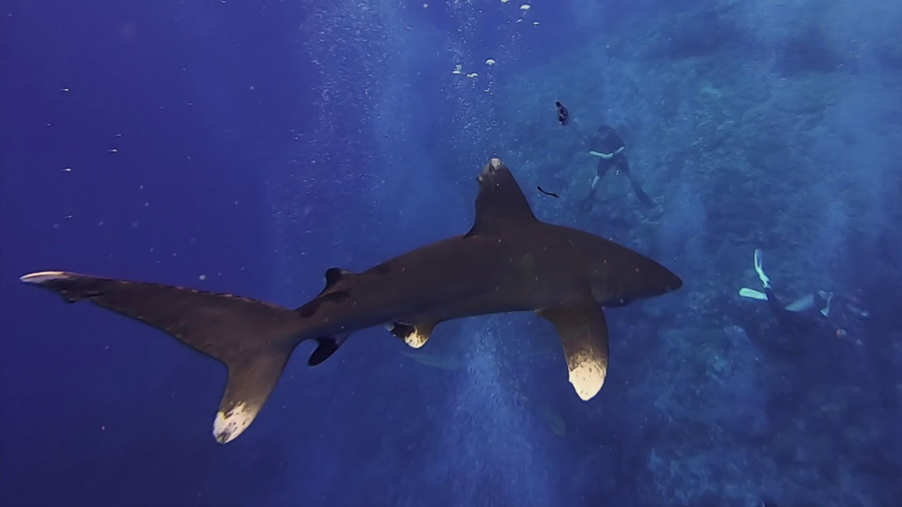 Oceanic Whitetip Shark Egypt 2019
