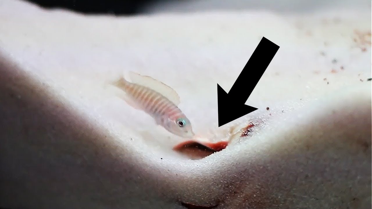 The worlds most interesting aquarium fish: The shell dweller is ALSO the worlds smallest cichlid!
