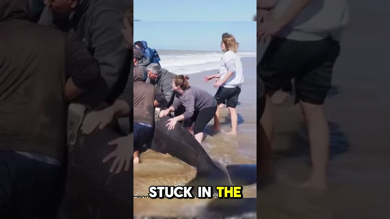 🐋 Hundreds Unite to Save a Stranded Killer Whale