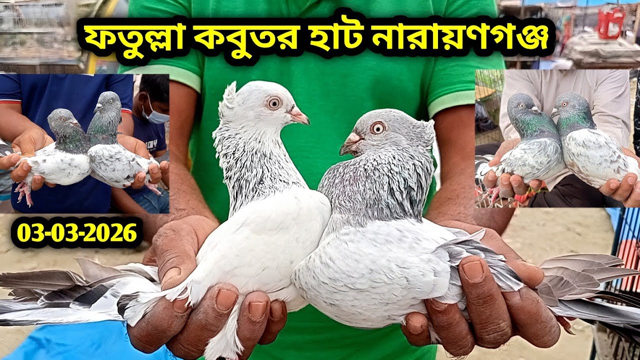 03-03-2026 ফতুল্লা কবুতর হাট | কম দামে কবুতর | কবুতরের বাচ্চার দাম | Pigeon market Bangladesh today