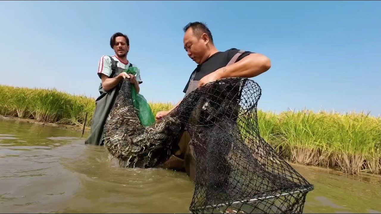 China's Food Culture: Crabs raised in rice paddies