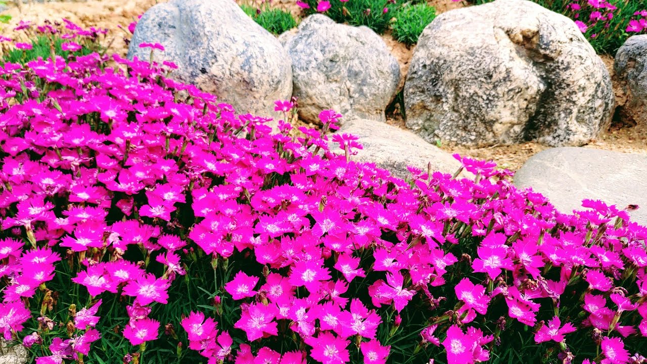패랭이꽃/사계패랭이/패랭이4종류/사계패랭이삽목/봄여름가을피는꽃/오랫동안피는꽃/효자꽃