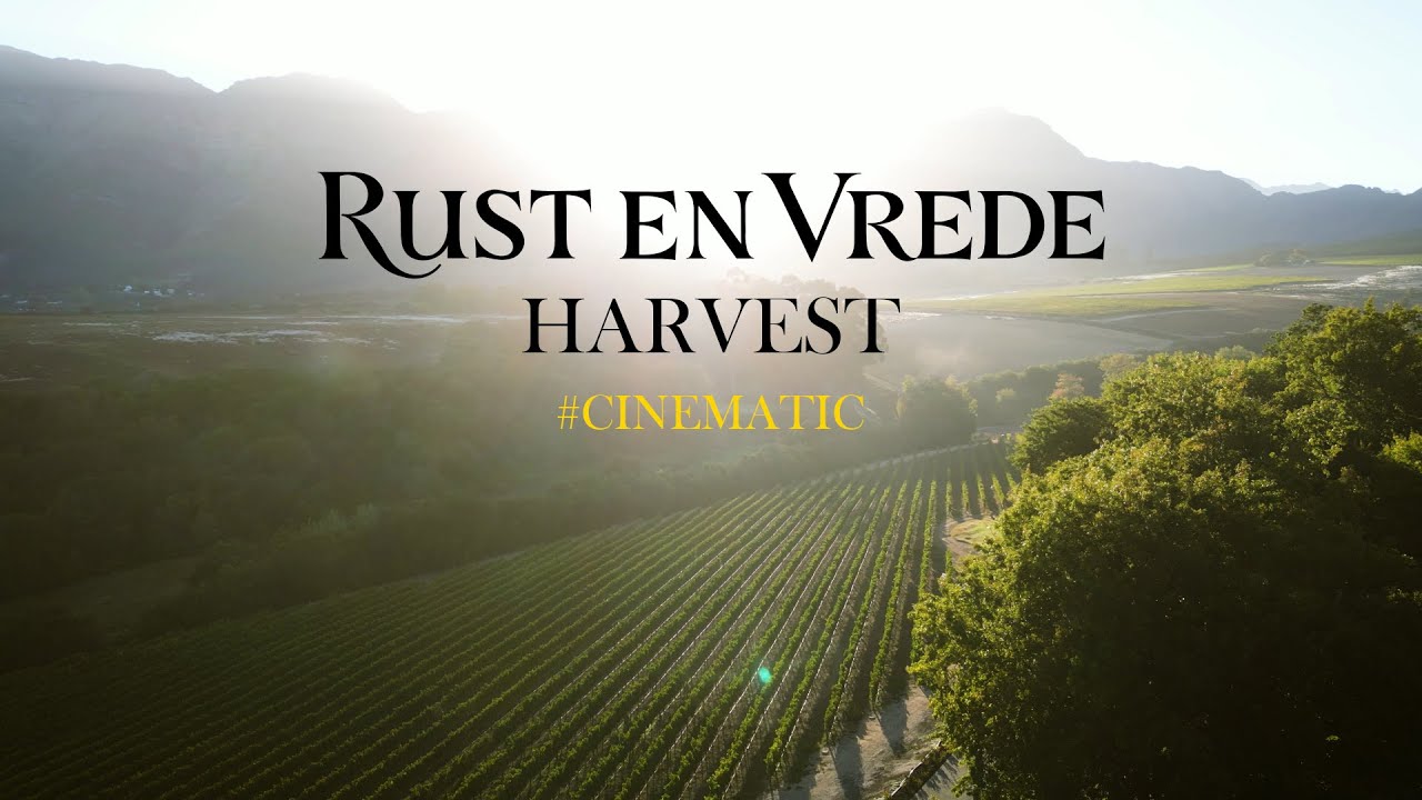 Rust en Vrede Wine farm Harvest. Cinematic