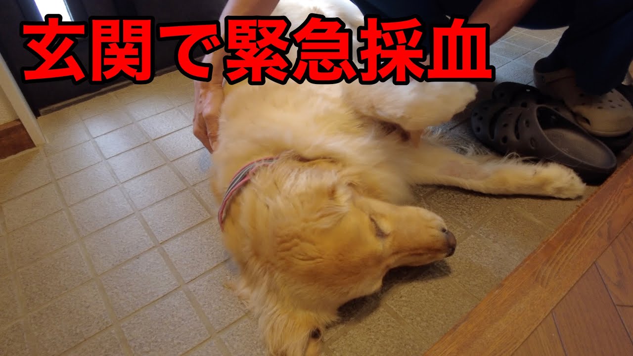 メイプルが玄関で動かなくなってしまい緊急で採血をしました。【メイプル闘病記#24】