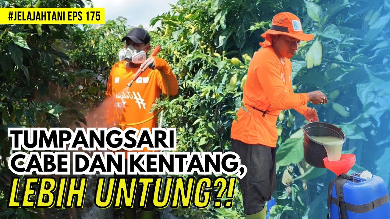 Hemat Biaya, Pendapatan Bertambah! Tumpangsari Cabe Dengan Kentang | JelajahTani #175