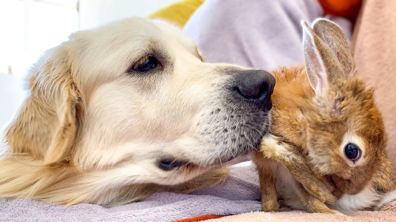 Golden Retriever Bailey and Rabbit Sam - Cutest Friends
