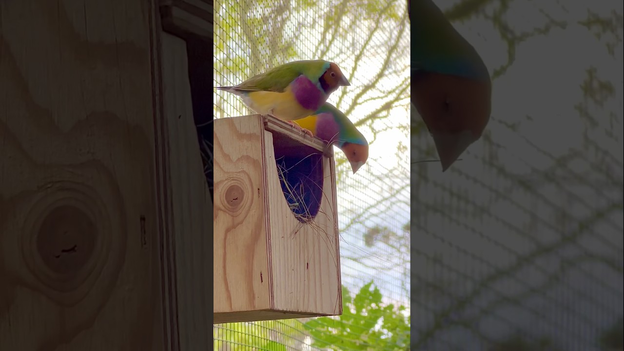 Pair of Gouldian Finches Looking in Bird Nest