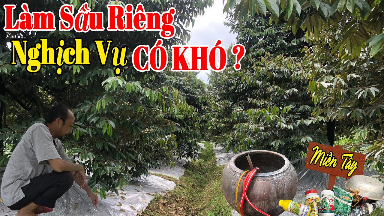 XỬ LÍ SẦU RIÊNG NGHỊCH VỤ TẠI MIỀN TÂY - ĐẬY MỦ, TẠO MẦM HOA.