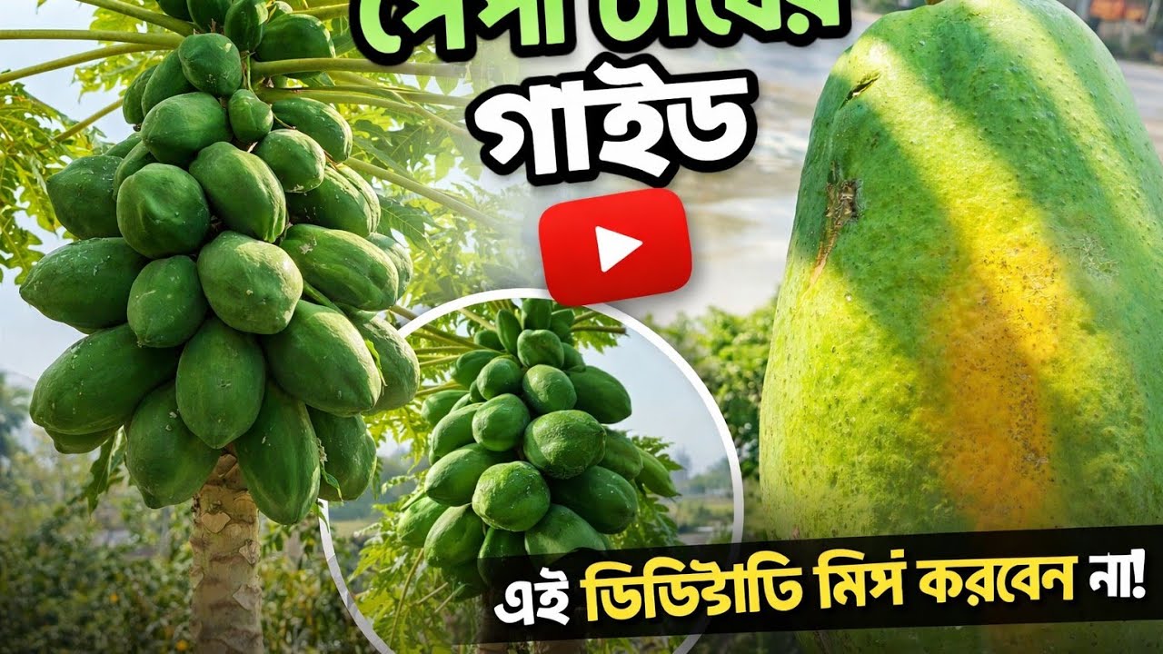 ঘেরের পাড়ে পেঁপে চাষ করে সফলতা। আধুনিক পদ্ধতিতে পেঁপে চাষ। papaya Farming Bangla 