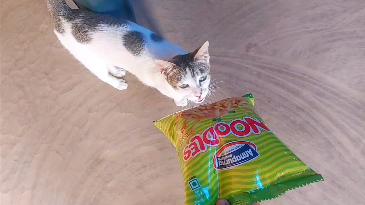 Baby kittens meowing /best Cat videos of 2025 , Funny Animal Videos2025#catvideos #cat #pets #funny