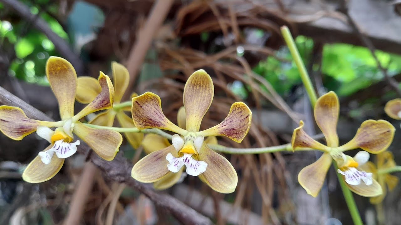 COMO CULTIVO ORQUÍDEAS ENCYCLIA/FLORAÇÃO #cultivo #encyclias #floração 