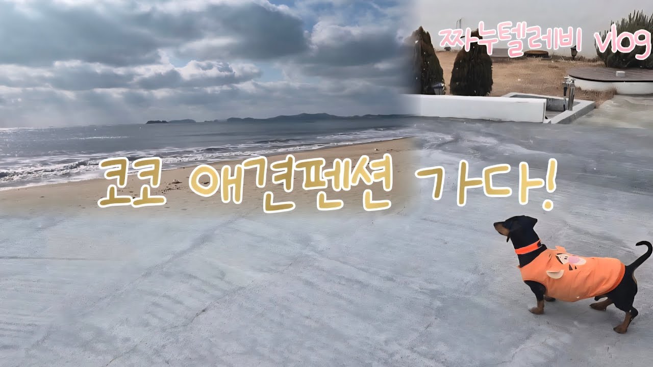 닥스훈트 코코랑 떠난 힐링 애견캠핑 여행