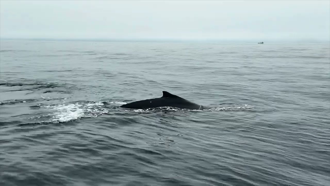 Morro Bay - Whale watching and more…….
