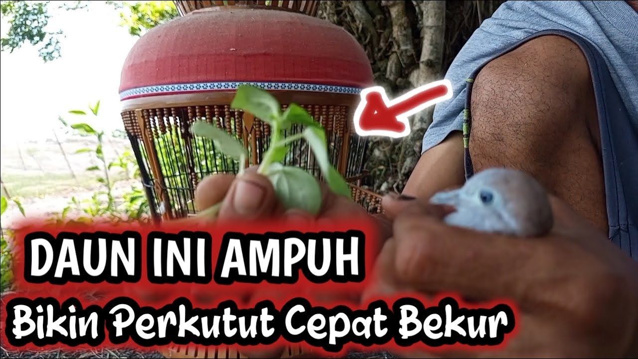 Daun Ajaib. bisa Bikin Perkutut  Cepat Bekur Manggung dan Tidak Gampang Stres