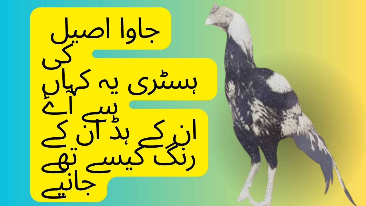 Java aseel ki history Kya h #aseelbythak