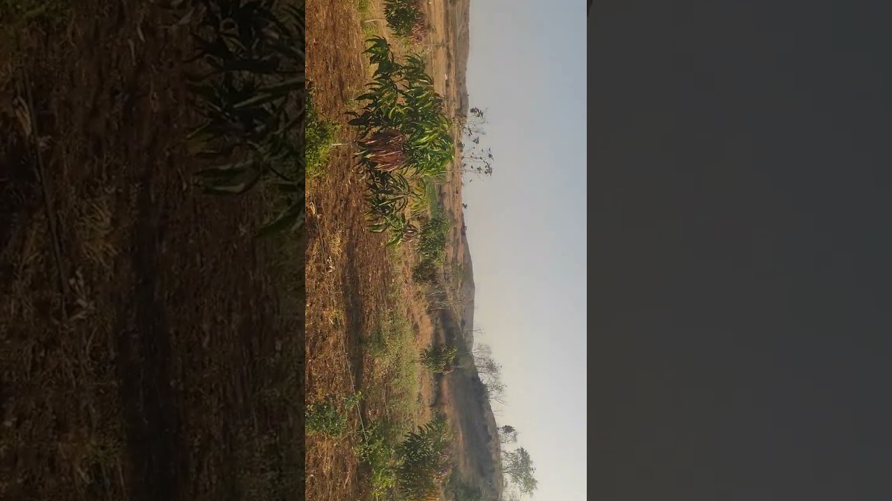 18 महिन्याची केशर आंब्याची बाग 16x 16 लागवड