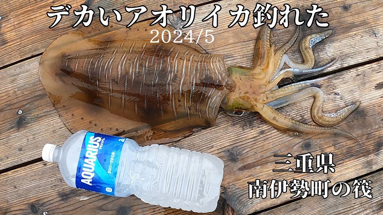 ヤエン初心者ですがデカいアオリイカ釣れました～三重県南伊勢町の筏ヤエン
