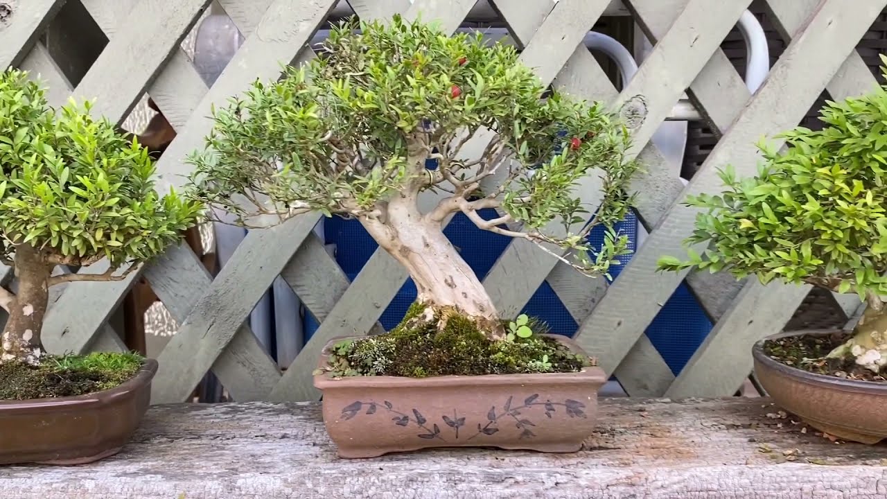 Hugo Schimmelpfennig e seu Viveiro de Bonsai