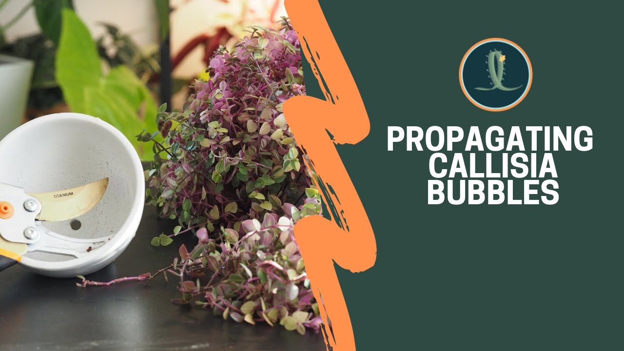 Cutting & Propagating Callisia Bubbles Plant | Trimming Callisia Repens