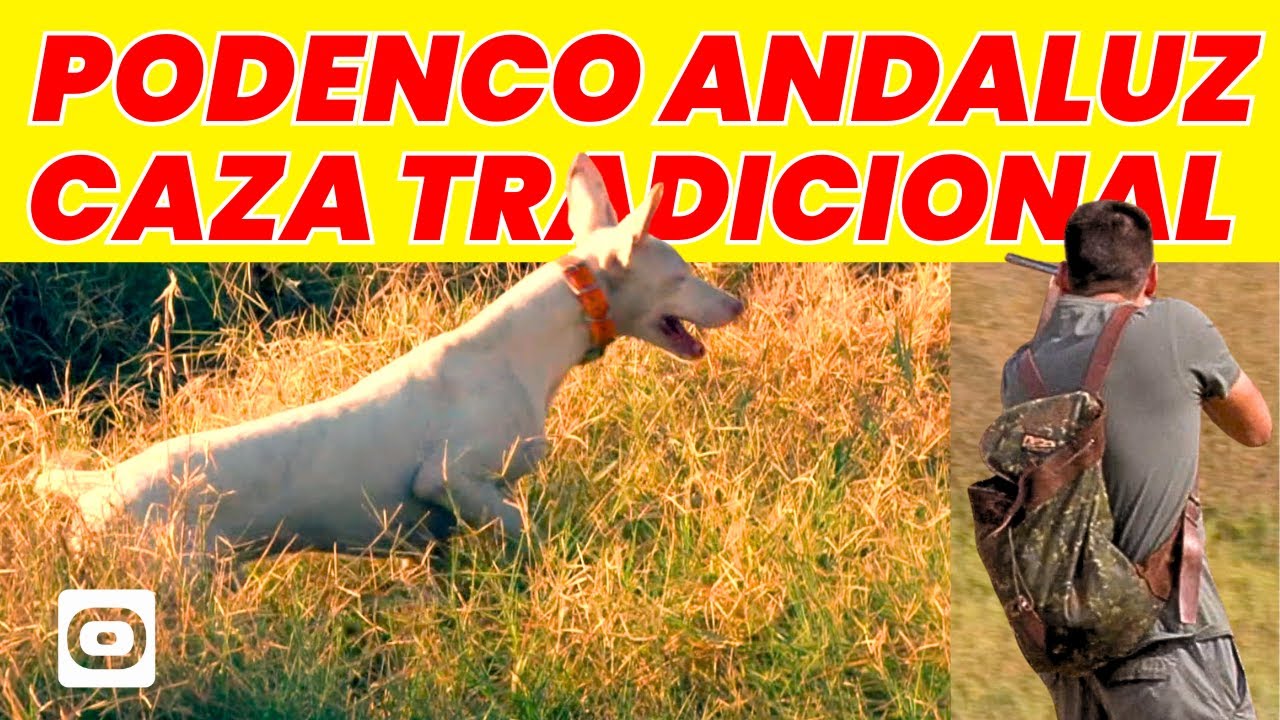 Podenco Andaluz, caza tradicional