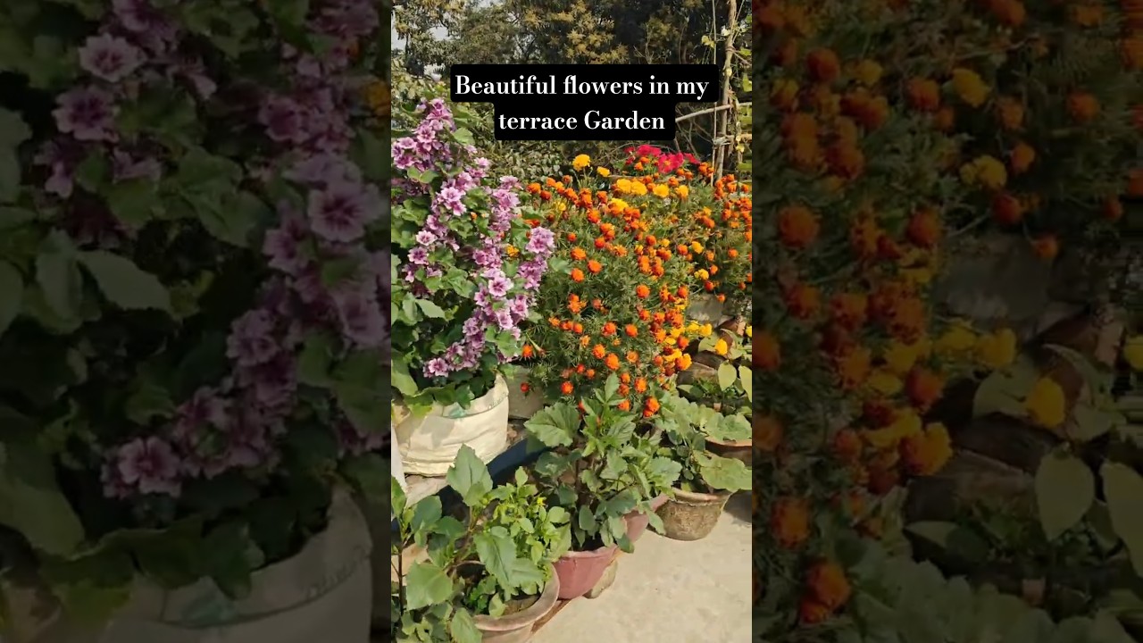 My Terrace Flower Garden | Flower Garden Overview | Flower Garden in Rooftop #flowergarden #flowers